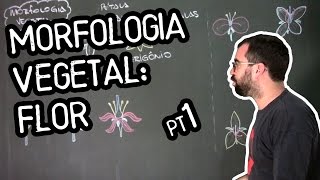 Organologia da Flor Morfologia  Aula 18 Botânica Prof Guilherme [upl. by Elodea]