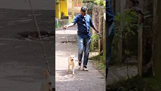 വരുന്നത് വരുന്നിടത് വെച്ച് കാണാം 😜 dog doglover [upl. by Ahsimal916]