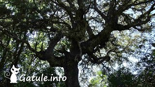 Árbol Alcornoque o 🌷 Quercus Suber 🌷 [upl. by Lanevuj]