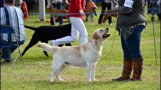 Driffield Championship Show [upl. by Aihsenrad]