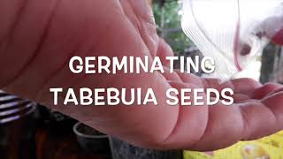 GERMINATING TABEBUIA SEEDS Trumpet Tree [upl. by Shaya]