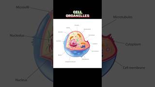 CELL ORGANELLES cellorganelles  WHAT IS CELL ORGANELLES shortsviraltrending [upl. by Asyle29]