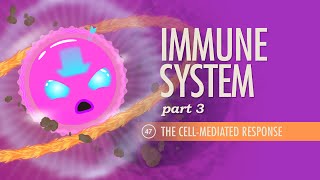 Immune System Part 3 Crash Course Anatomy amp Physiology 47 [upl. by Gary]