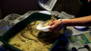 16th birthday party cat litter cake [upl. by Esilehc372]