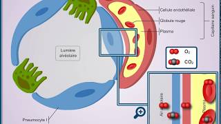 Questce que la barrière alvéolocapillaire [upl. by Naoh]