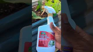 keep pest out of your garden with Bonide Captain Jacks Insecticidal Super Soap honestreview tips [upl. by Otxilac]