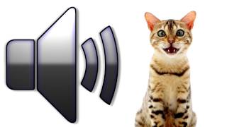 Cat Meowing  Sound Effect  Download [upl. by Lepine]