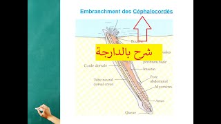 Biologie animal s2 Embranchment des Céphalocordés شرح بالعربية [upl. by Ednalrim108]