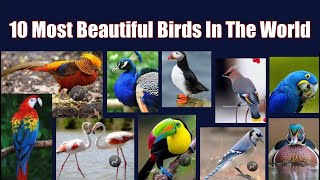 10 Most Beautiful Birds In The World  Explore The World [upl. by Yerffoj963]