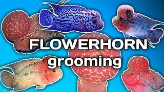 5 tips on FLOWERHORN GROOMING tagalog w english sub hendrix backyard [upl. by Glovsky]