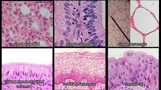 Identifying Epithelium  Review and Practice Questions [upl. by Layne864]