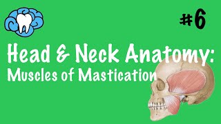 Head amp Neck Anatomy  Muscles of Mastication  INBDE [upl. by Holtz220]