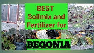 Best Soilmix and Fertilizers for Begonias begonia begoniafertilizer begoniasoilmix [upl. by Oyam]