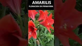 Amarilis floración en primavera hippeastrum amaryllis [upl. by Imiaj]