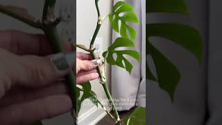 Propagating My mini Monstera aka rhaphidophora tetrasperma again [upl. by Derwood]