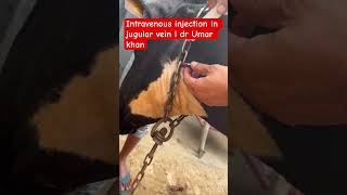 Intravenous injection in jugular vein l dr Umar khan [upl. by Cousins]