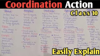 Coordinations Action StimuliReceptorsCoordinatorEffectorResponse Class 10 Biology [upl. by Kristofor337]