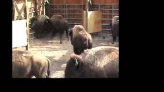 Yellowstone Wild Buffalo Slaughter [upl. by Carolann390]