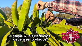 120 Pitaya Quais cladódios devem ser podados [upl. by Nahgiem431]