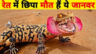 रेत में छिपा मौत हैं ये जानवर  Most Dangerous Desert Animals In The World  Wild Glows [upl. by Alathia743]