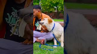 मेरे डॉग ने केले के साथ क्या किया😭funnydogs shorts [upl. by Ireland]