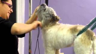 Schnoodle Puppy Scrappy Dogs First Cut amp Blow Dry [upl. by Earb163]