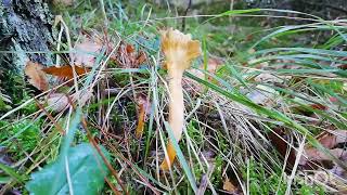 buscandoAngula de monteCamagrocs trompetillas amarillas cantharellus lutescens [upl. by Innavoij539]