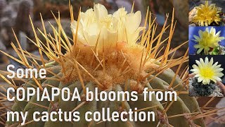 COPIAPOA cactus blooms amp cultivation tips from my collection cacti cactus copiapoa cactusbloom [upl. by Notaes818]