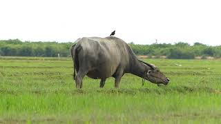 Buffaloes video  The beautiful animals [upl. by Dolhenty]