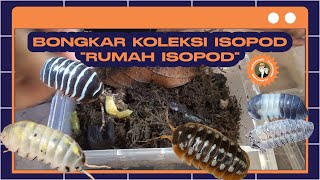 BONGKAR KOLEKSI ISOPOD  BANYAK YANG LANGKA [upl. by Danyluk]