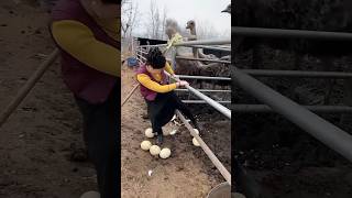 😱நெருப்புக் 🐓கோழி முட்டையை எடுப்பது 😨 Picking up fire chicken eggs fire chicken egg 🥚 [upl. by Bucher889]