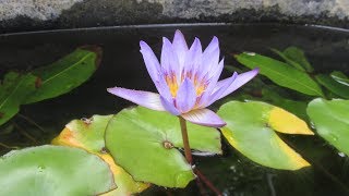 Planting Water Lilies using No Soil in Pond Planting Baskets [upl. by Ia865]