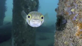 The best of Busselton Jetty [upl. by Galloway]