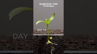 Growing Red Bell Pepper Plant  Time Lapse [upl. by Milson]