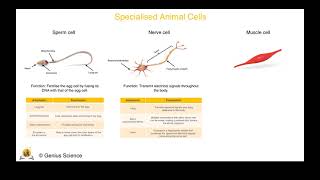 AQA GCSE Combined Science 91 Biology Cell Specialisation [upl. by Torruella]