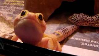 Why Leopard Geckos Make Great Pets [upl. by Anyak]