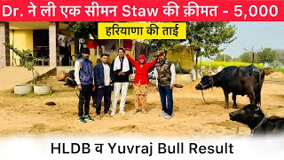 Dr ने ली एक सीमन Staw की क़ीमत  5000  हरियाणा की ताई  HLDB व Yuvraj Bull Result [upl. by Cathi]