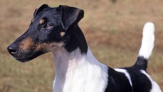 Fox Terrier de Pelo Liso Fox Terrier Smooth  Raza de Perro [upl. by Amocat883]