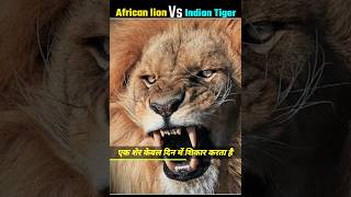 😡🇮🇳India Tiger Vs African lion 🦁🤯 who will win \ कौन है ज्यादा ताकतवर  lion tiger shorts [upl. by Hassin]