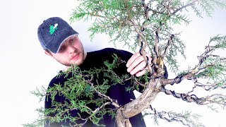 How To Make A Natural Bonsai  FULL PROCESS amp EXPLANATION [upl. by Ocirrej]