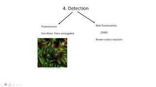 DAB stainingImmunostaining [upl. by Lindbom]