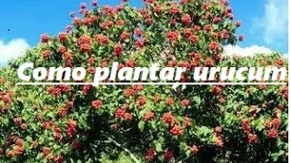 Como plantar urucum  passo a passo [upl. by Relyhs]