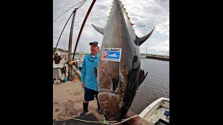 Worlds Biggest Tuna Ever Caught [upl. by Ainotal893]