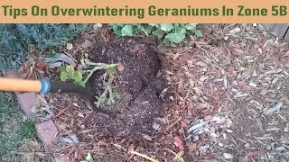 Tips On Overwintering Geraniums In Zone 5B [upl. by Bilbe]