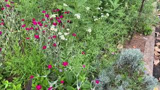 Plant Review Rose campion Lychnis coronaria [upl. by Laven]