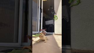 Hairless Cat goes outside with best friend bearded dragon cat sphynx trending viralvideo love [upl. by Tevlev916]