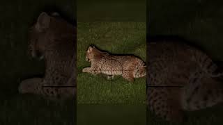 Hunting Bobcats at Night Sniper Rifle One Shot Takedown hunting bobcat mrahery [upl. by Laynad]