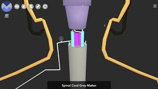 Schematic 3D Spinothalamic Pathway [upl. by Nussbaum106]