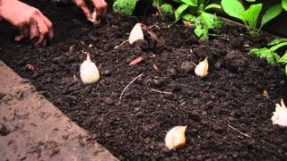 How to plant garlic [upl. by Anela]