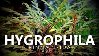 Hygrophila Pinnatifida [upl. by Hurlbut]